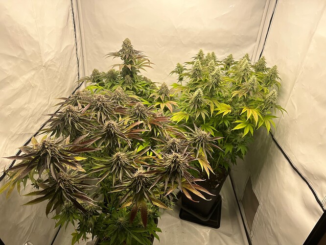 Growreport Bild 18