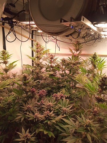 Growreport Bild 24