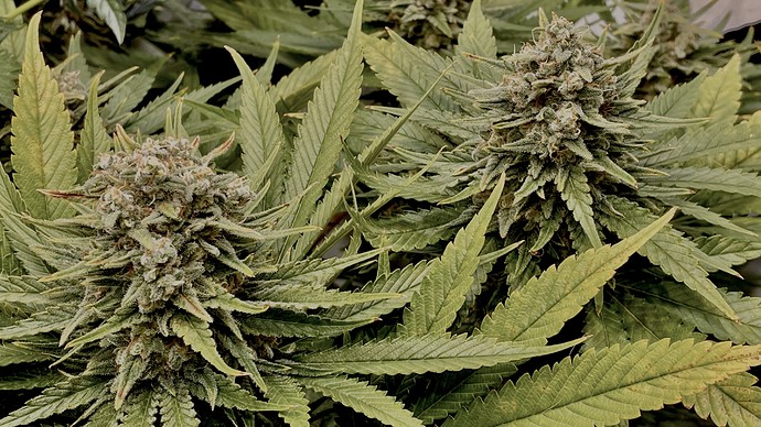 Growreport Bild 4