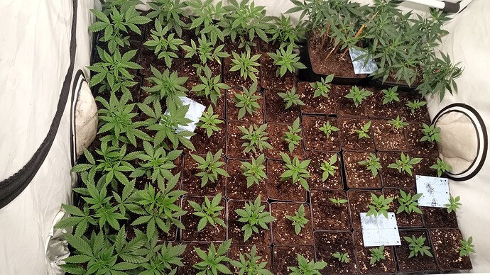 Growreport Bild 57