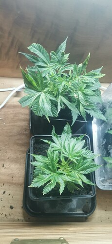Growreport Bild 52