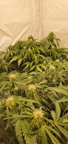 Growreport Bild 12