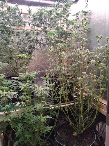 Growreport Bild 5