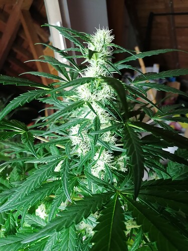 Growreport Bild 2