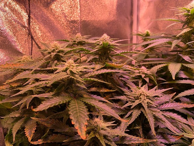 Growreport Bild 13