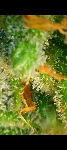 Growreport Bild 28