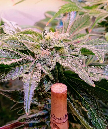 Growreport Bild 6