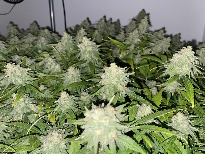Growreport Bild 25