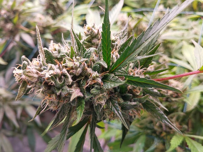 Growreport Bild 1