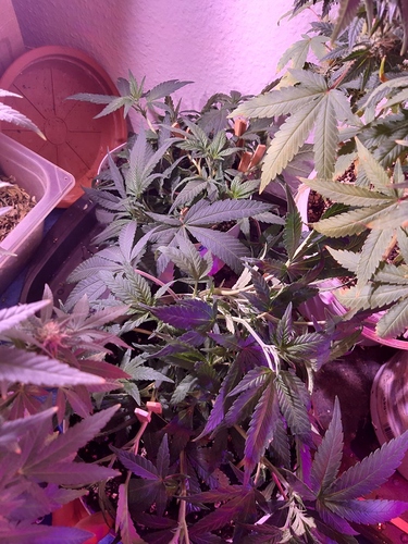 Growreport Bild 9