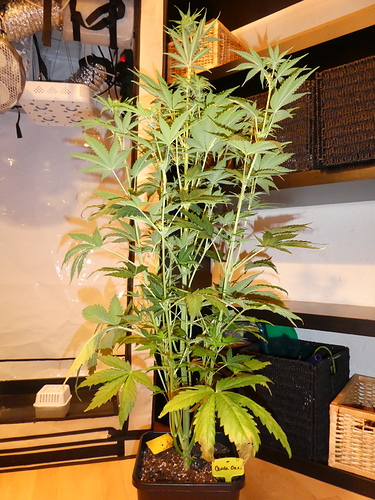 Growreport Bild 9