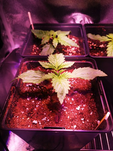 Growreport Bild 2