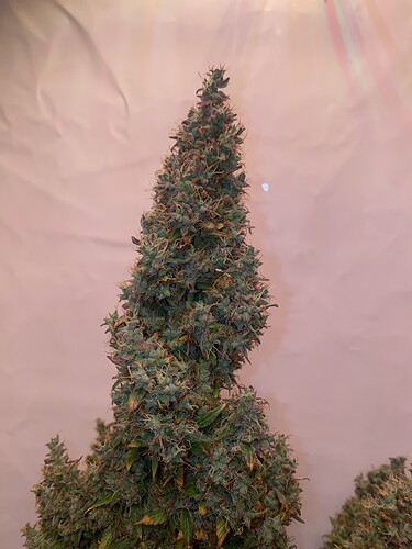 Growreport Bild 6