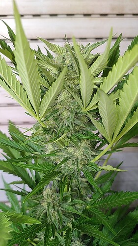 Growreport Bild 7