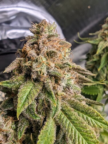 Growreport Bild 2