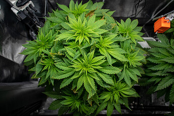 Growreport Bild 30