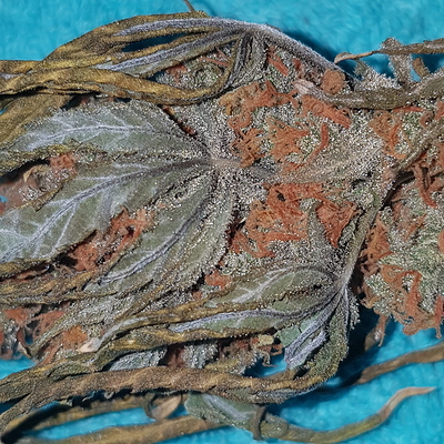 Growreport Bild 55