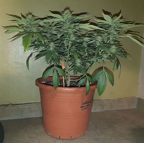 Growreport Bild 2