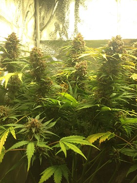 Growreport Bild 1