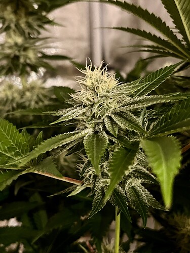 Growreport Bild 12