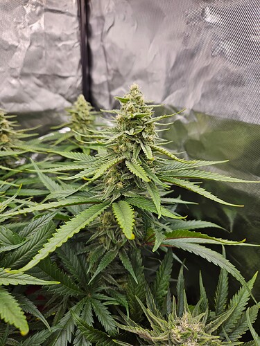 Growreport Bild 38