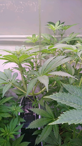 obscura1604344011284