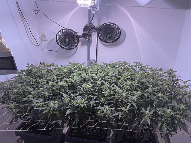 Growreport Bild 4