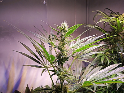 Growreport Bild 10