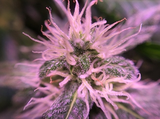 Growreport Bild 23