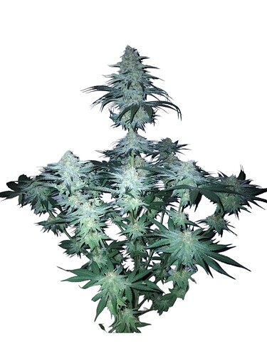 PhotoRoom-20231209_144058