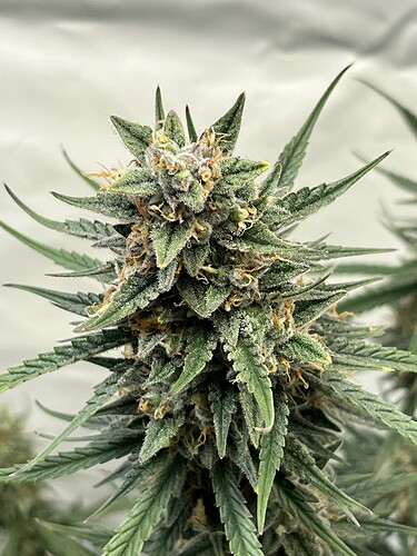 Growreport Bild 37