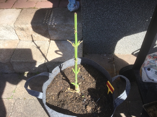 Growreport Bild 2