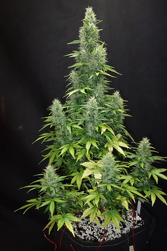 Growreport Bild 4