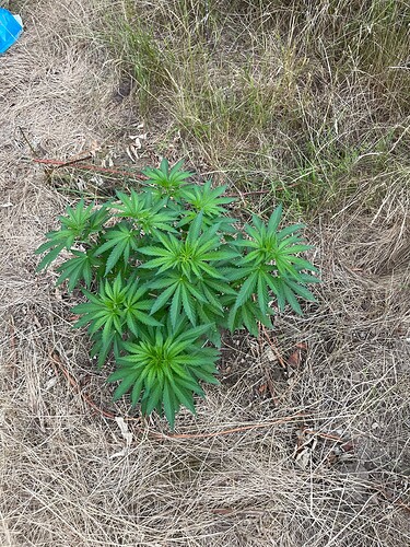 Growreport Bild 4