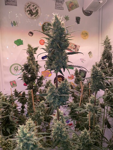 Growreport Bild 4