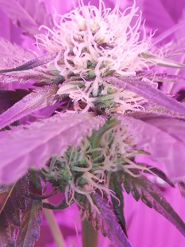 Growreport Bild 6