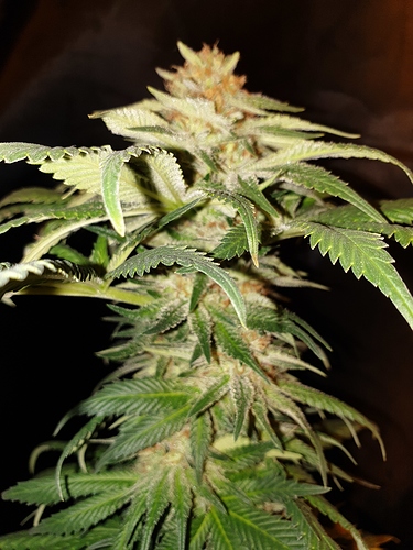 Growreport Bild 19
