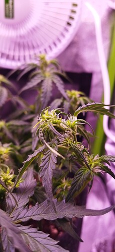 Growreport Bild 72