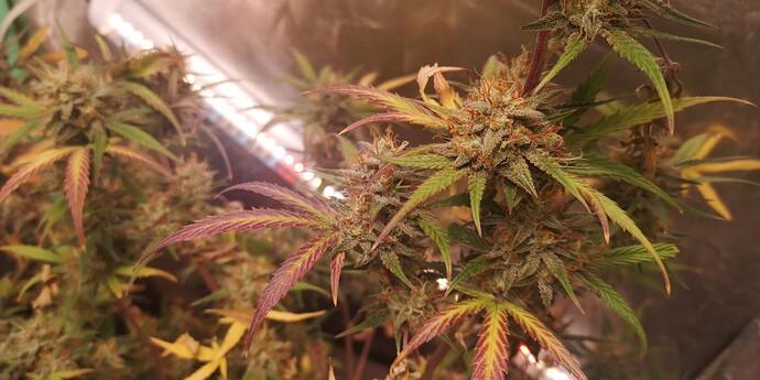 Growreport Bild 15