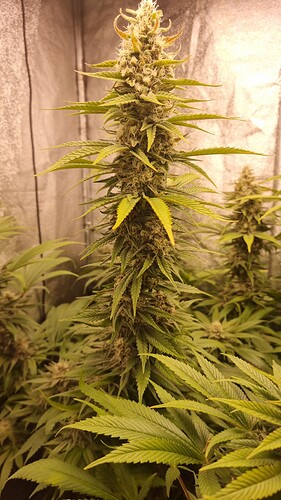 Growreport Bild 3