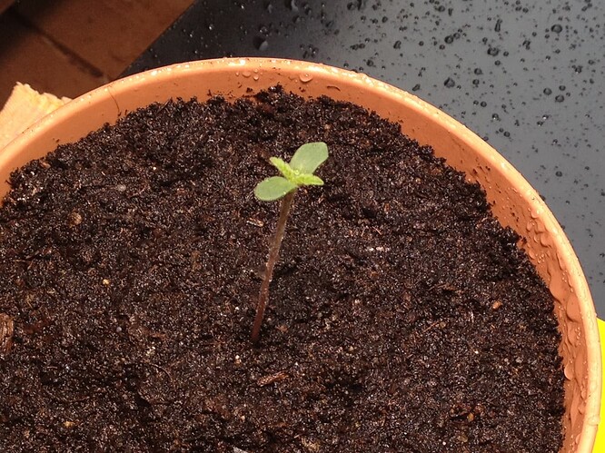 JD01_230411_giessen_1