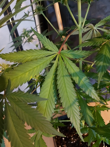 Growreport Bild 3
