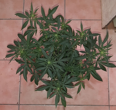 Growreport Bild 8