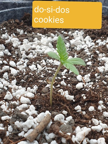 Growreport Bild 2