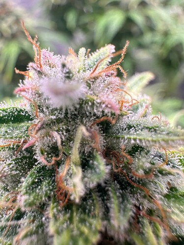 Growreport Bild 23