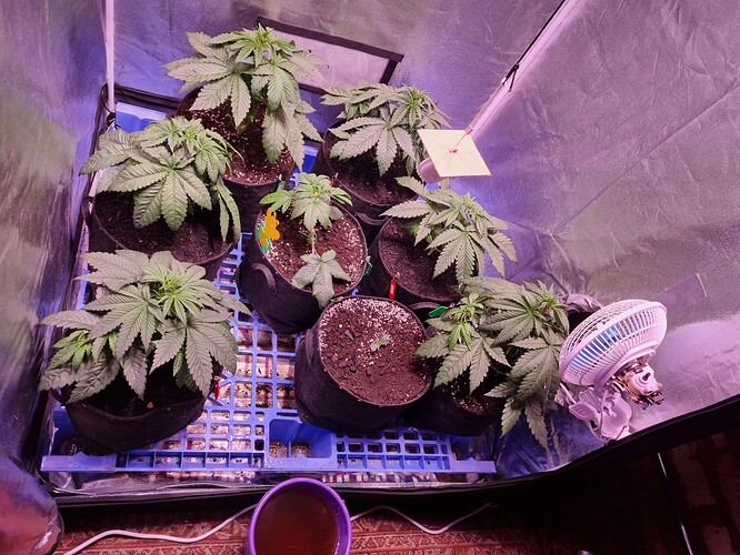 Growreport Bild 50