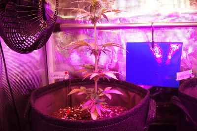 Growreport Bild 52