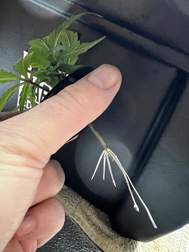 Growreport Bild 1