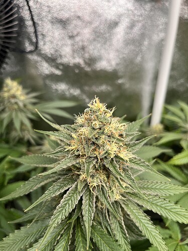 Growreport Bild 13
