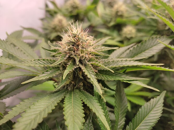 Growreport Bild 4